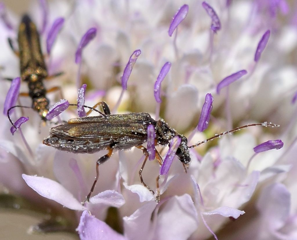 Oedemeridae: Oedemera barbara, si?